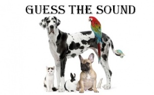 Guess The Sound