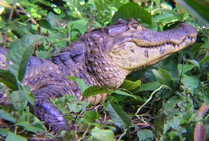 alligator_2804