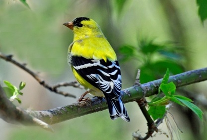 goldfinch_3526