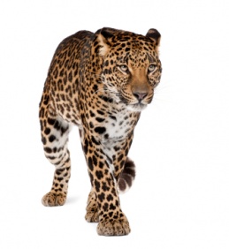 leopard_3382