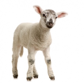 lamb_3214