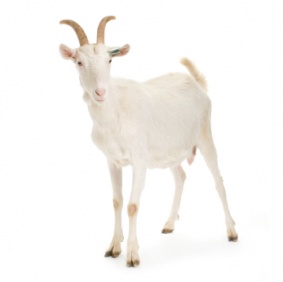 goat_2813