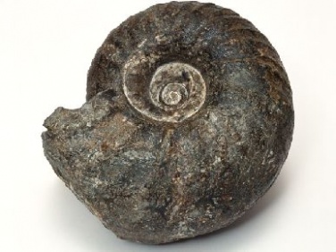 fossil_1390