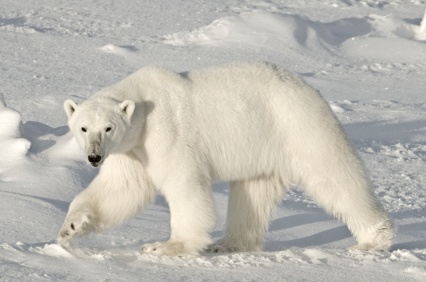polar_bear_3393