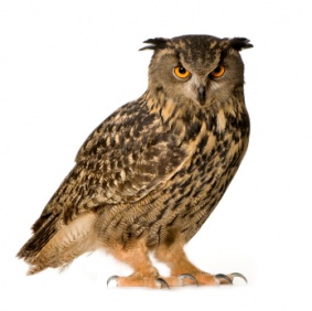 owl_3206
