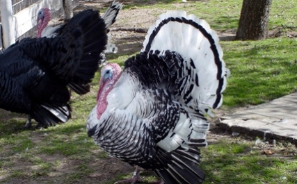 turkeys_2054