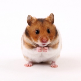 hamster_2981