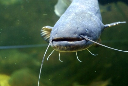 catfish_3032