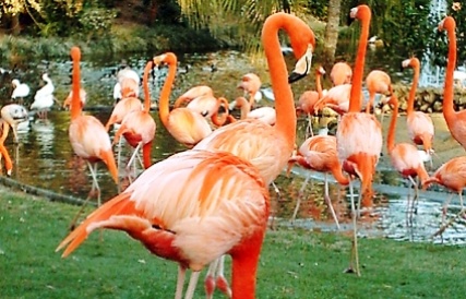 flamingo_3514