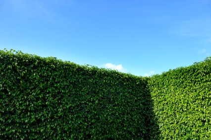hedge_571