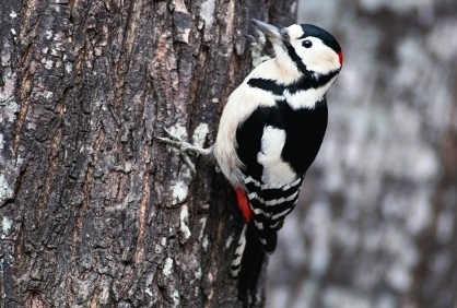 woodpecker_3522