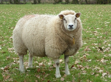 sheep_2818