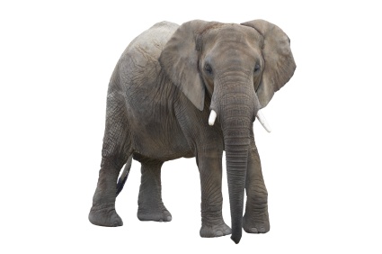 elephant_3398