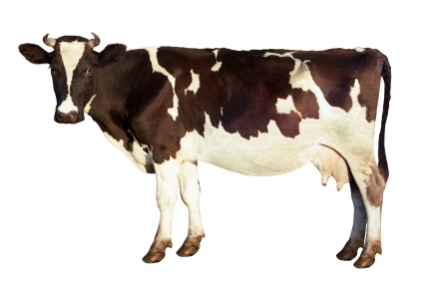 cow_3211