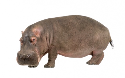 hippopotamus_3389
