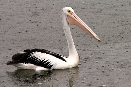 pelican_3505