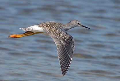 lesser_yellowlegs_3536
