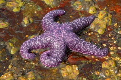 starfish_3028