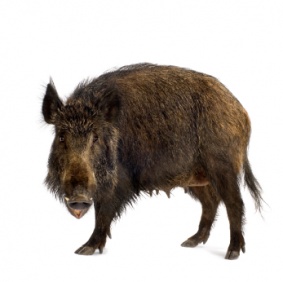 boar_3394