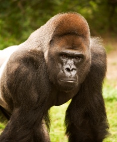 gorilla_2886