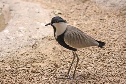 plover_3523