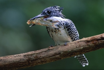 water_kingfisher_3529