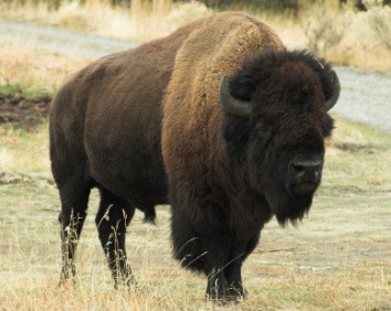 bison_3395