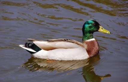 mallard_3533