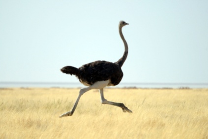 ostrich_3401