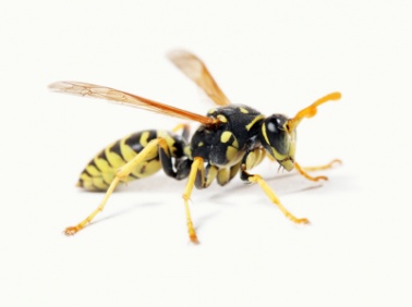 wasp_3224