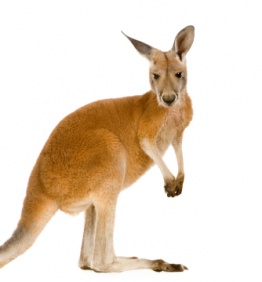 kangaroo_2815