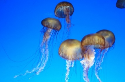 jellyfish_3029