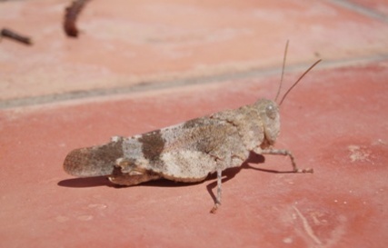 grasshopper_2814