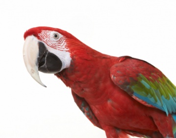 parrot_2811