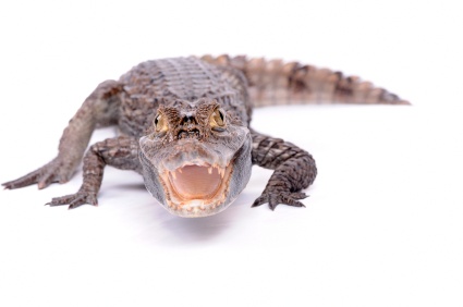 alligator_3386