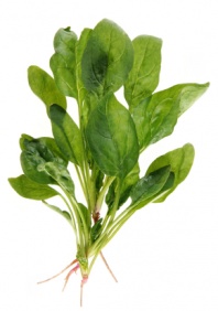 spinach_365