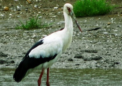 stork_3532
