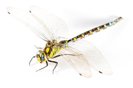 dragonfly_3226