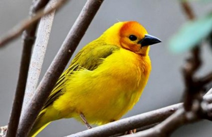 golden_weaver_3534