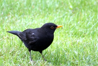 blackbird_3511
