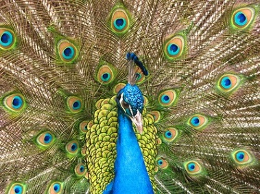 peacock_3512