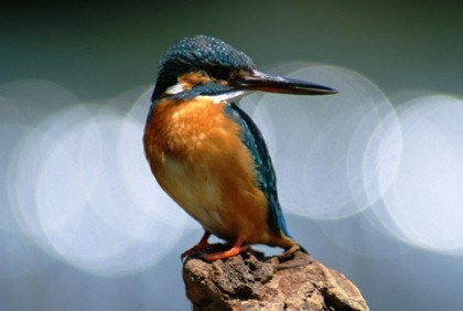 kingfisher_3524