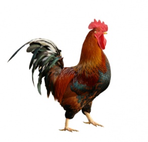 rooster_3215