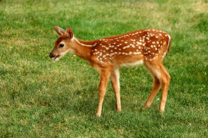 fawn_2824