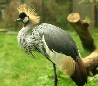 crowned_crane_3530