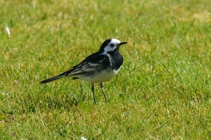 wagtail_3528