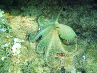 octopus_2966
