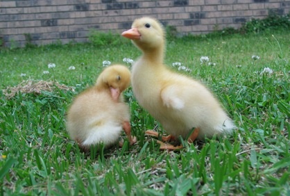 duckling_2825