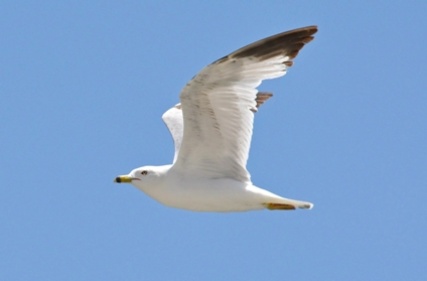 seagull_3504