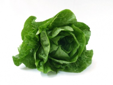 lettuce_341